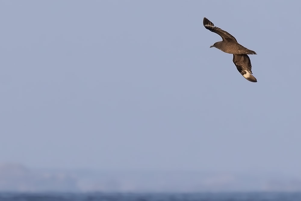 South Polar skua